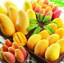 african-mango-seed-extract-476